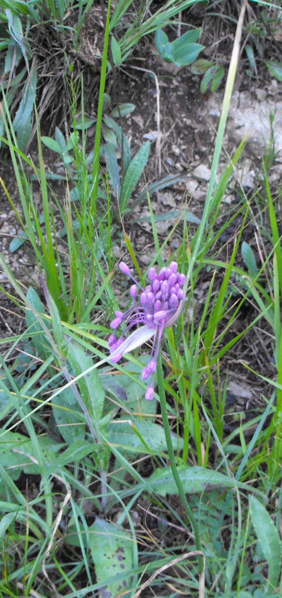 Allium coloratum (=Allium carinatum subsp. pulchellum)